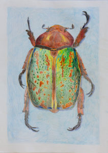 Kunstunterricht - Schülerarbeit Käfer Zeichnen