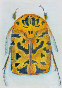 Kunstunterricht - Schülerarbeit Käfer Zeichnen