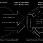 Wahrnehmung Sehsinn - Schema Reizverarbeitung